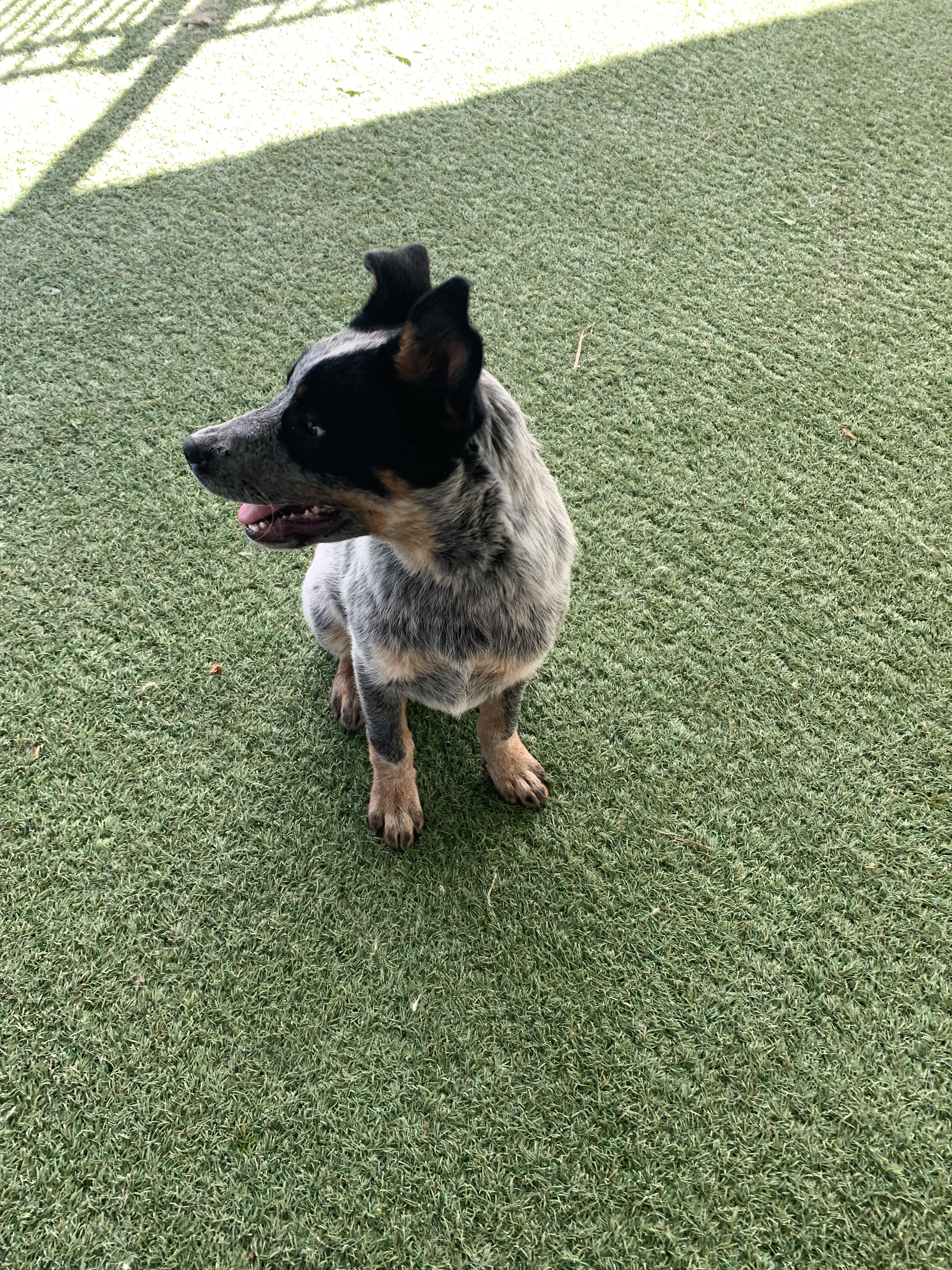 Enlarge Silver, an adopted Australian Cattle Dog / Blue Heeler in Grass Valley, CA image 2/6