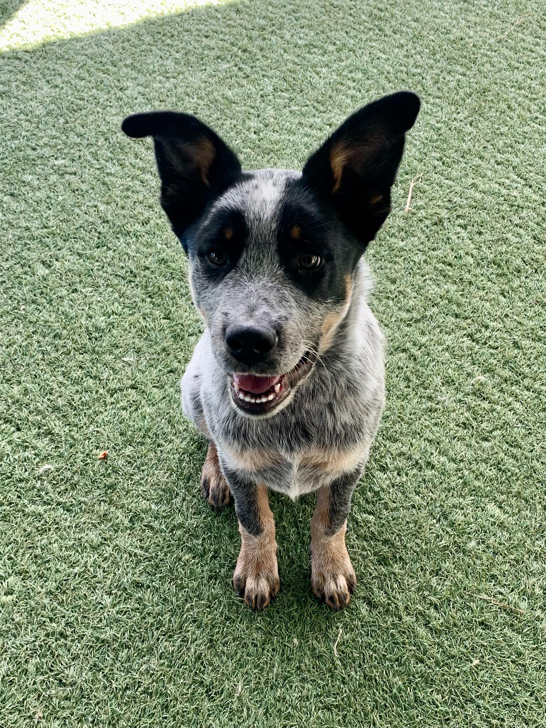 Silver, adopted, Young Male Australian Cattle Dog / Blue Heeler.