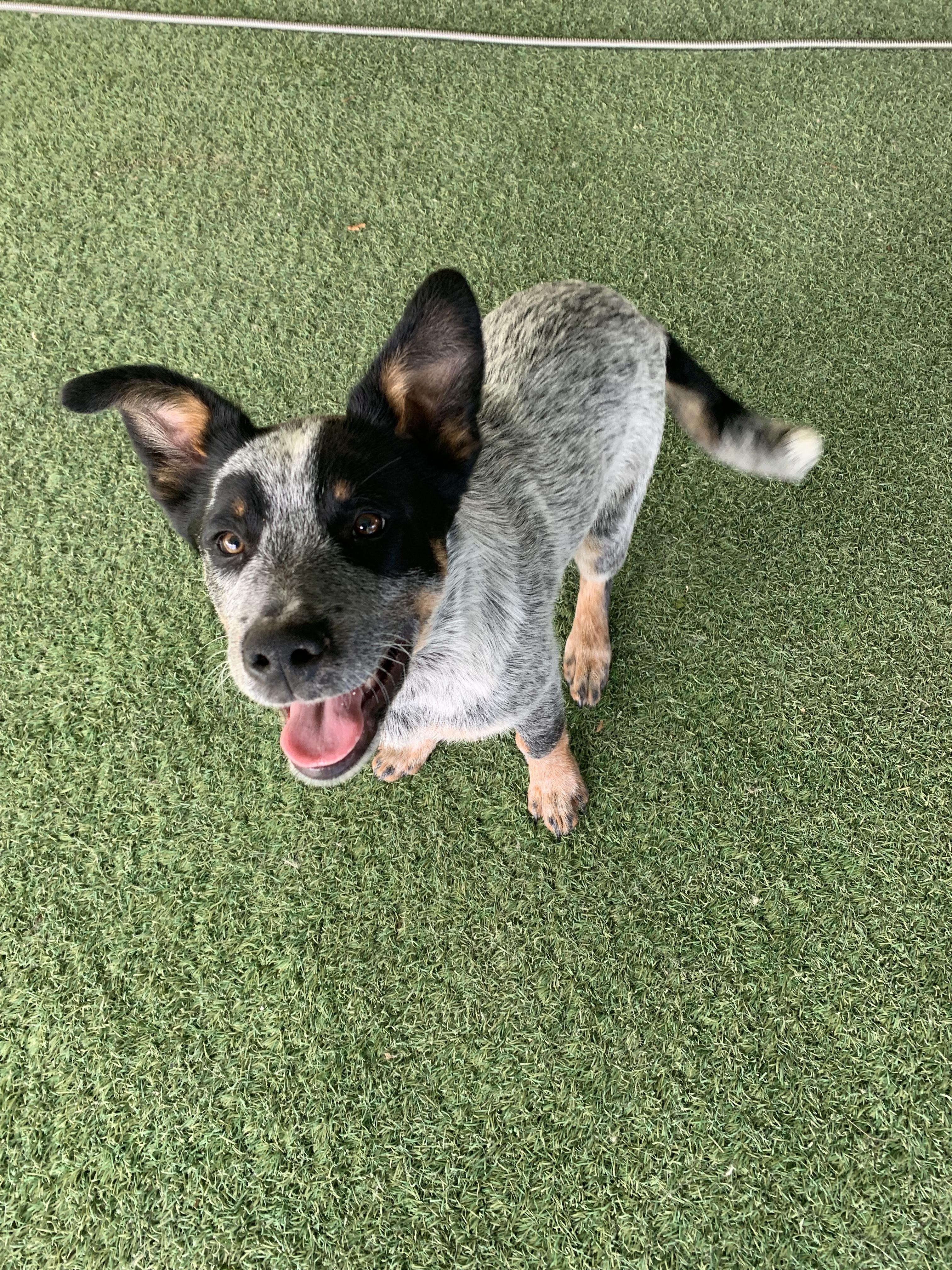 Enlarge Silver, an adopted Australian Cattle Dog / Blue Heeler in Grass Valley, CA image 4/6
