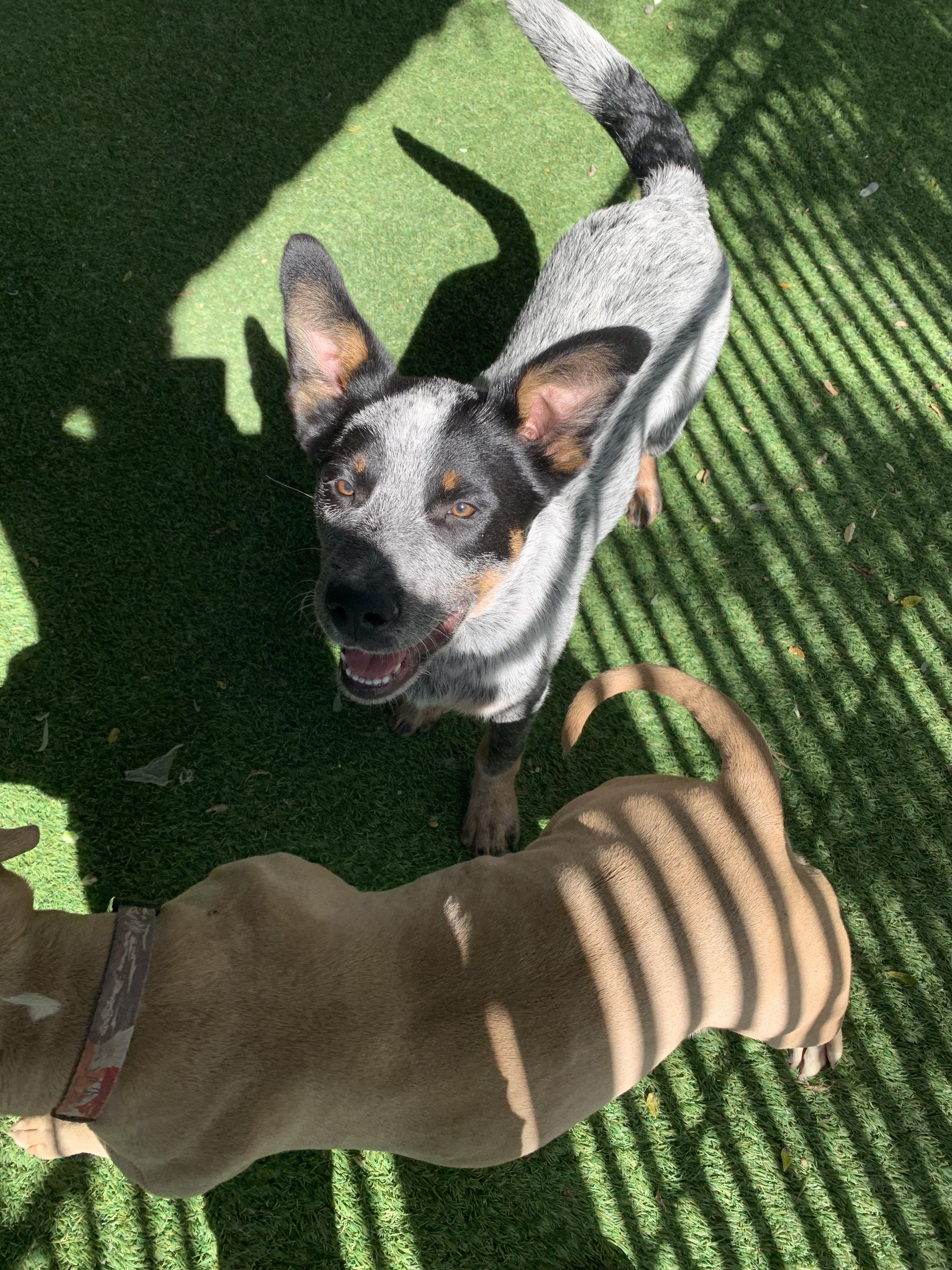 Enlarge Silver, an adopted Australian Cattle Dog / Blue Heeler in Grass Valley, CA image 6/6