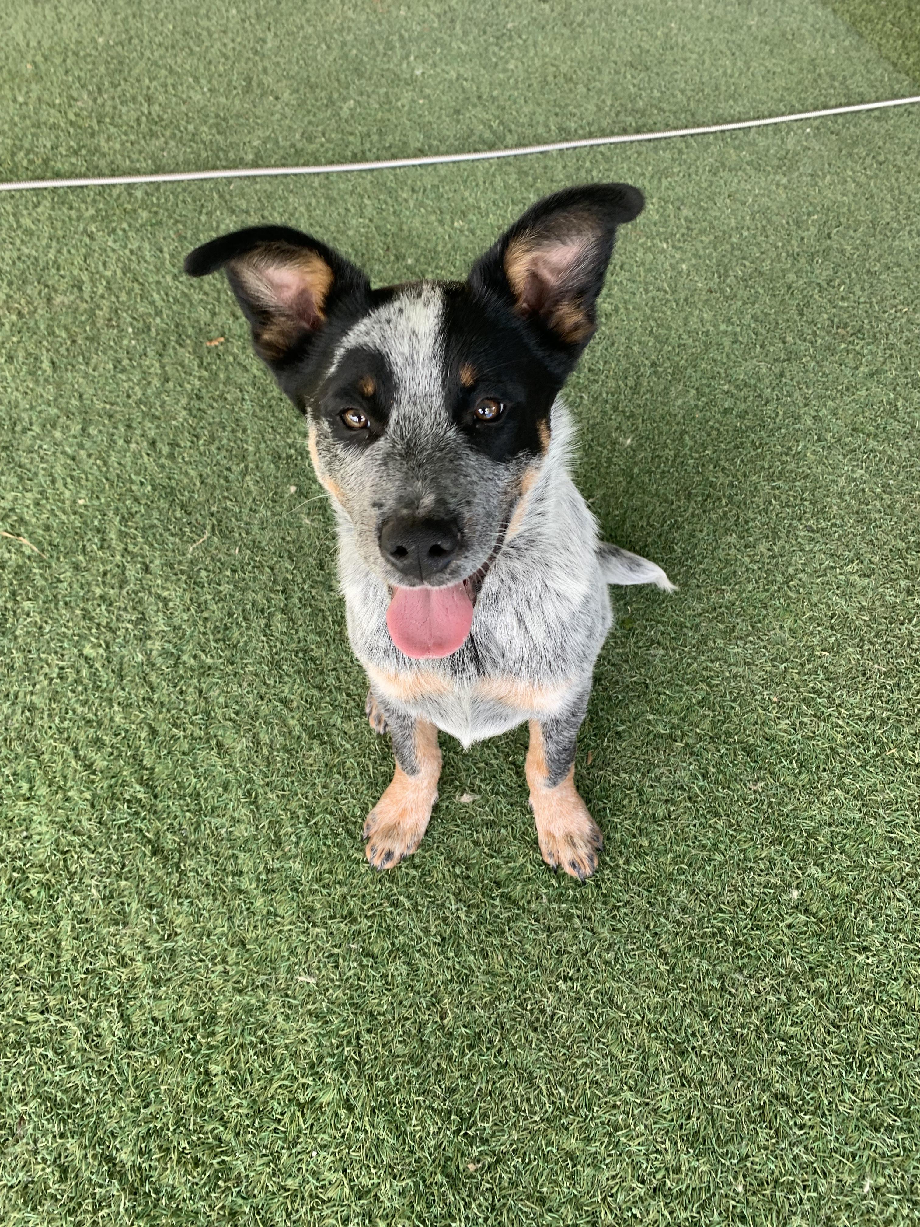 Enlarge Silver, an adopted Australian Cattle Dog / Blue Heeler in Grass Valley, CA image 5/6
