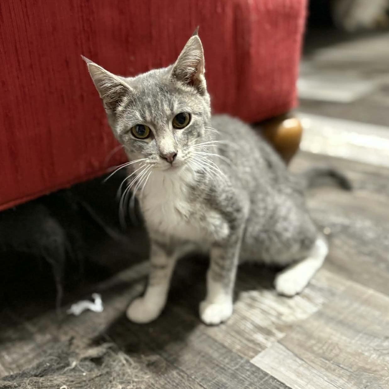 Enlarge Franklin, a ADOPTABLE Domestic Short Hair in Bentonville, AR image 1/1