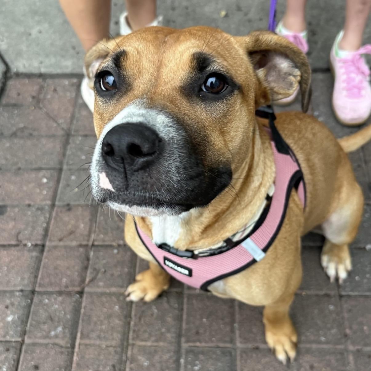 Enlarge Pup Pup, a Adoptable mixed breed in Columbia, SC image 2/6