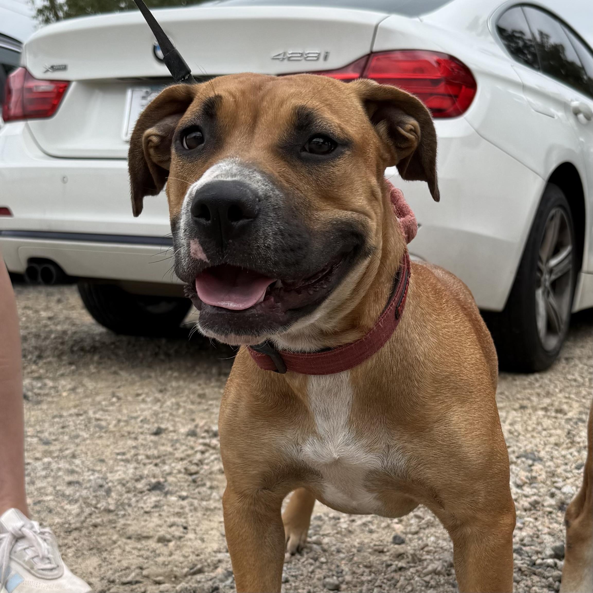 Enlarge Pup Pup, a Adoptable mixed breed in Columbia, SC image 4/6