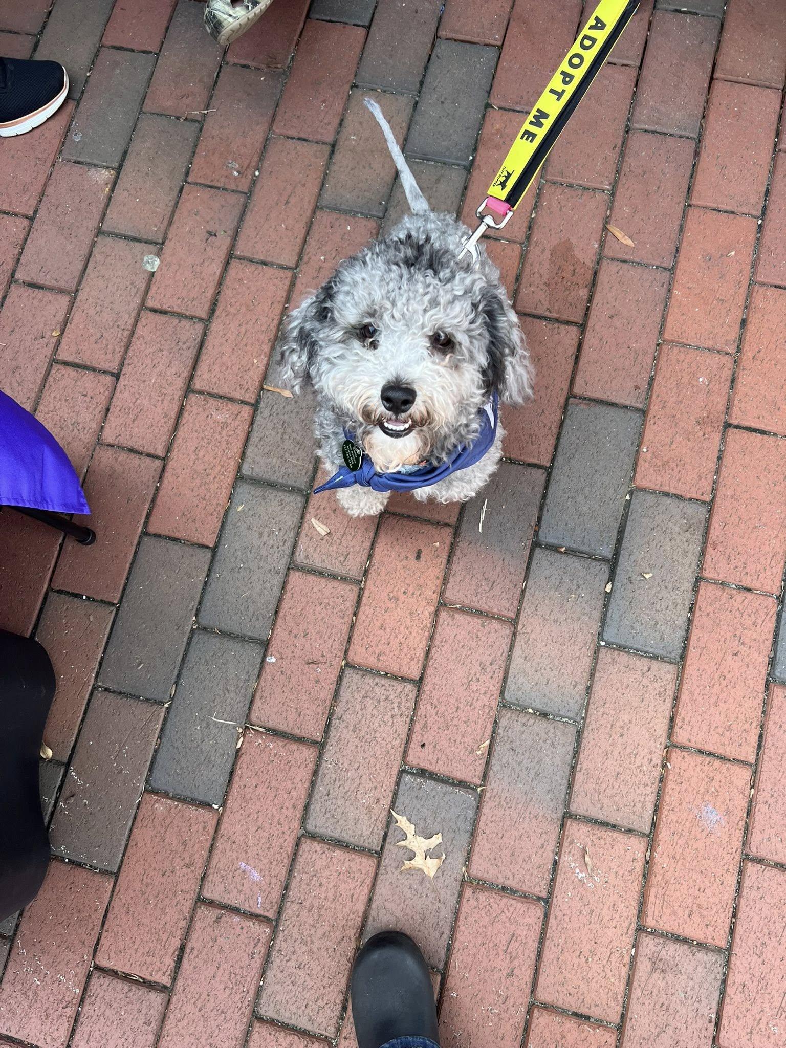 Enlarge Smokey, an adopted mixed breed in Williamsburg, VA image 3/6