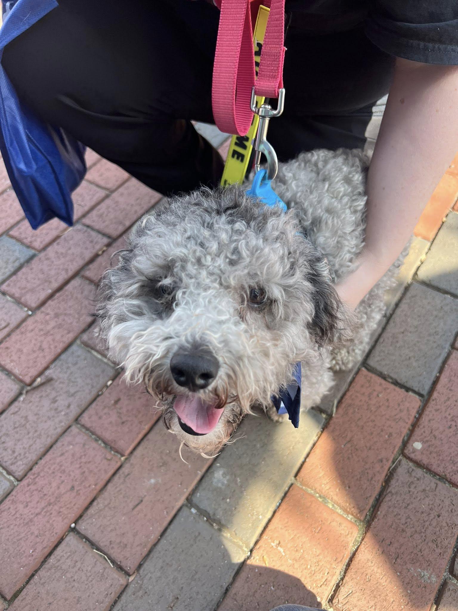 Enlarge Smokey, an adopted mixed breed in Williamsburg, VA image 4/6