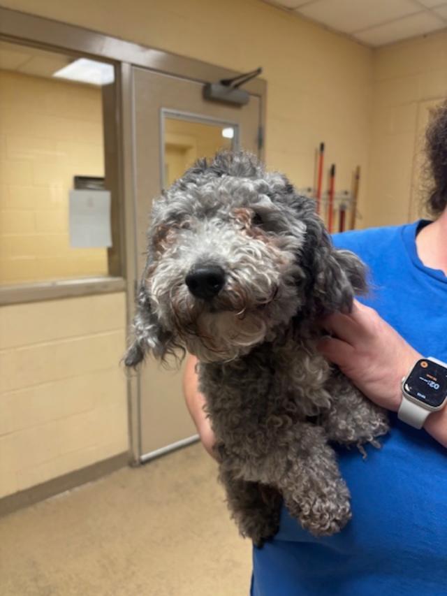 Enlarge Smokey, an adopted mixed breed in Williamsburg, VA image 5/6