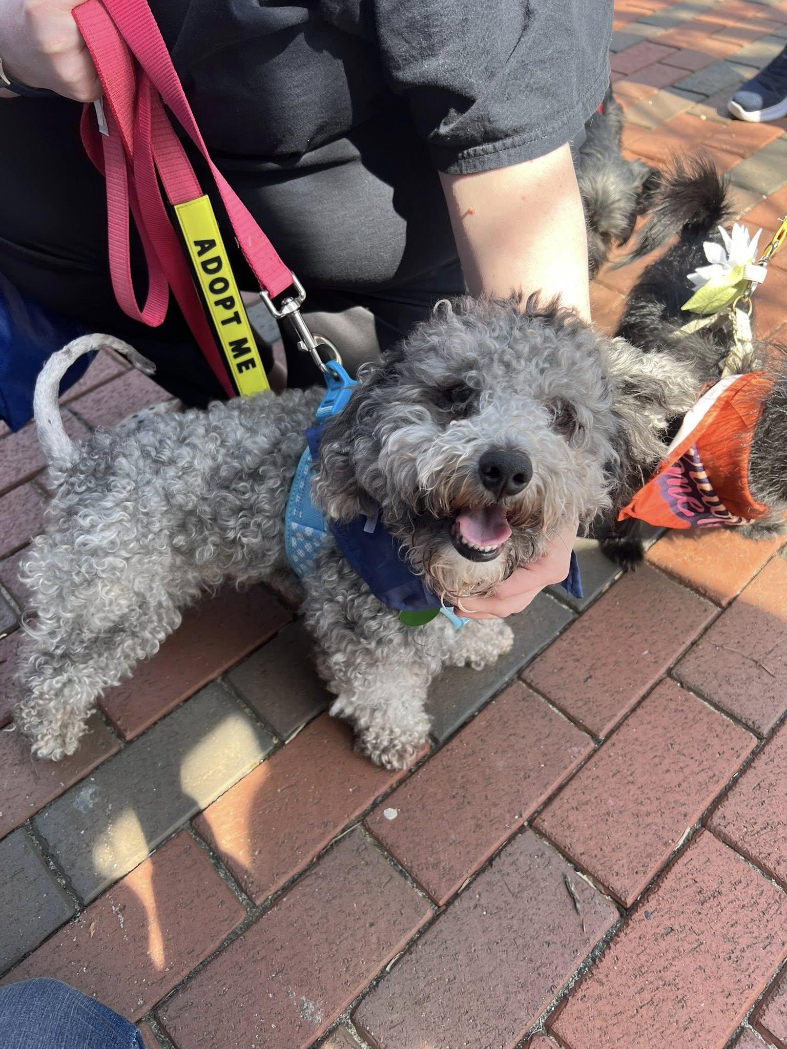 Smokey, adopted, Adult Male Miniature Schnauzer & Miniature Poodle.