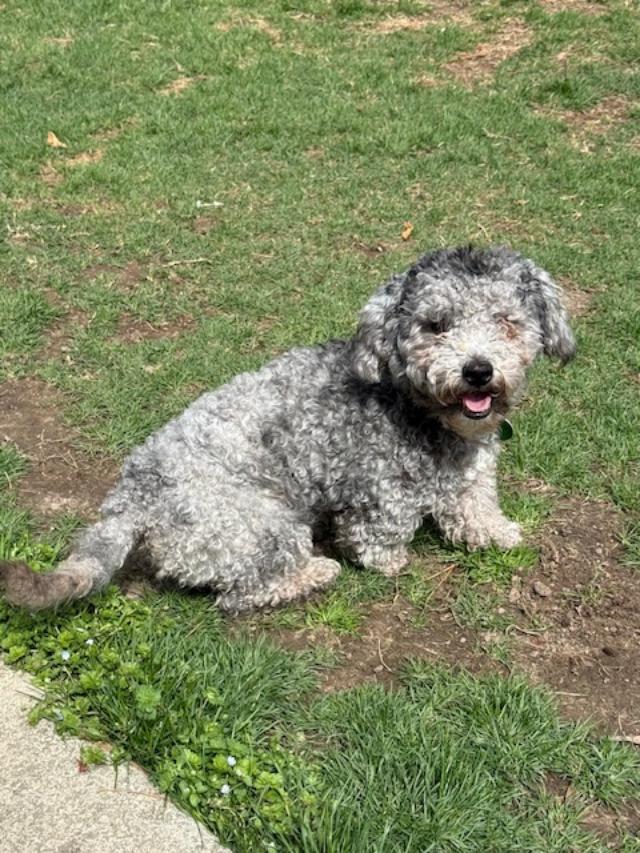 Enlarge Smokey, an adopted mixed breed in Williamsburg, VA image 2/6