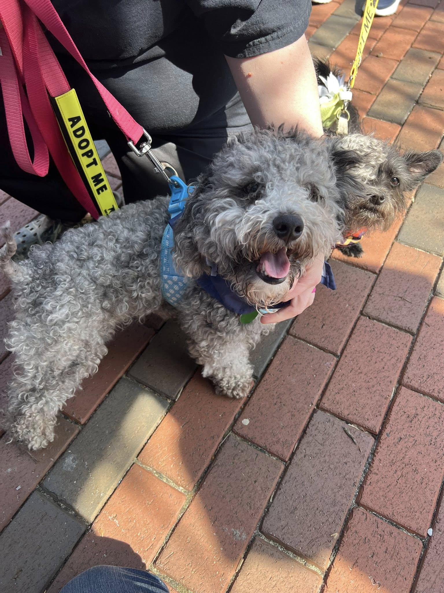 Enlarge Smokey, an adopted mixed breed in Williamsburg, VA image 6/6