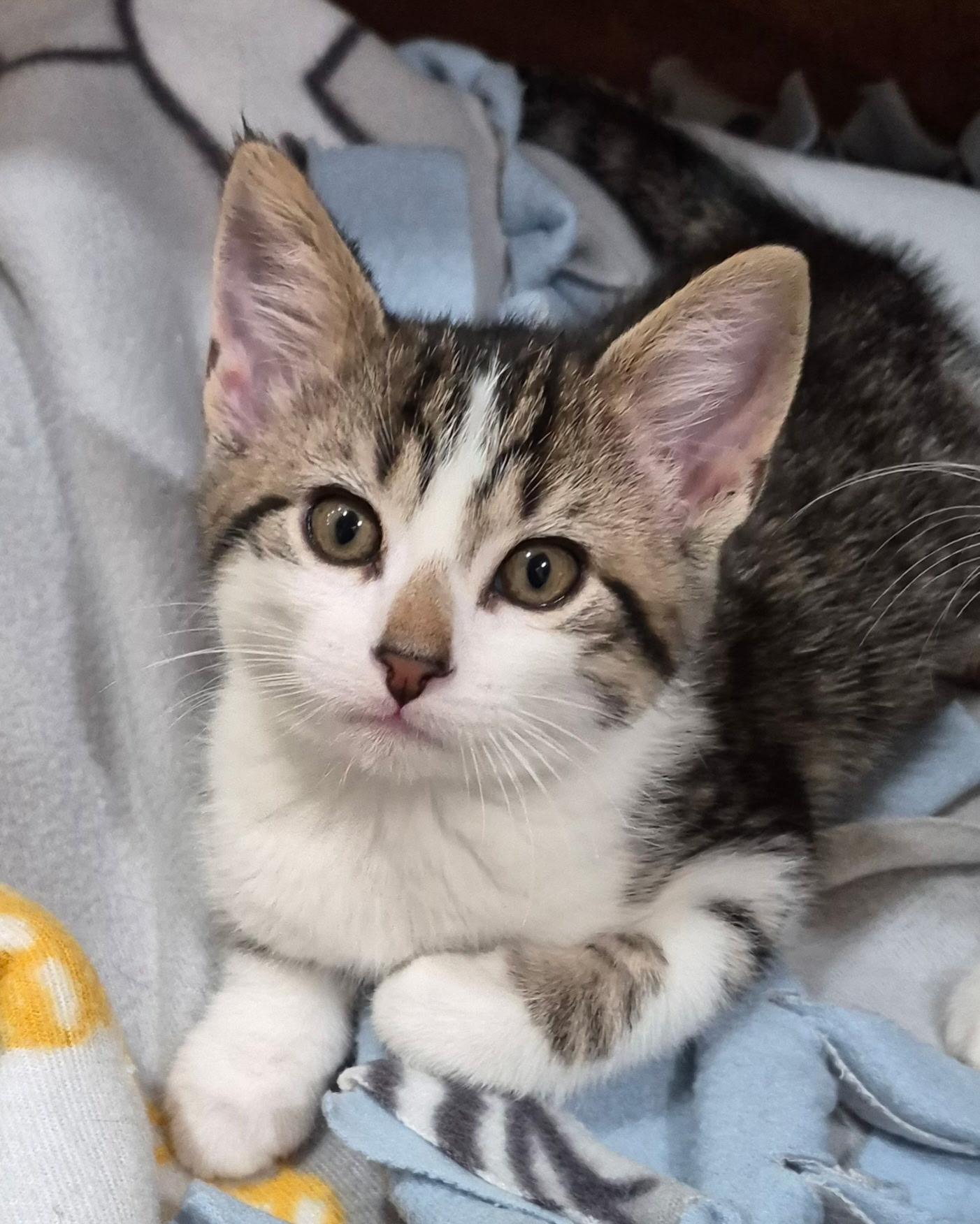 Enlarge Forest, an adopted Domestic Short Hair in Tomah, WI image 1/2
