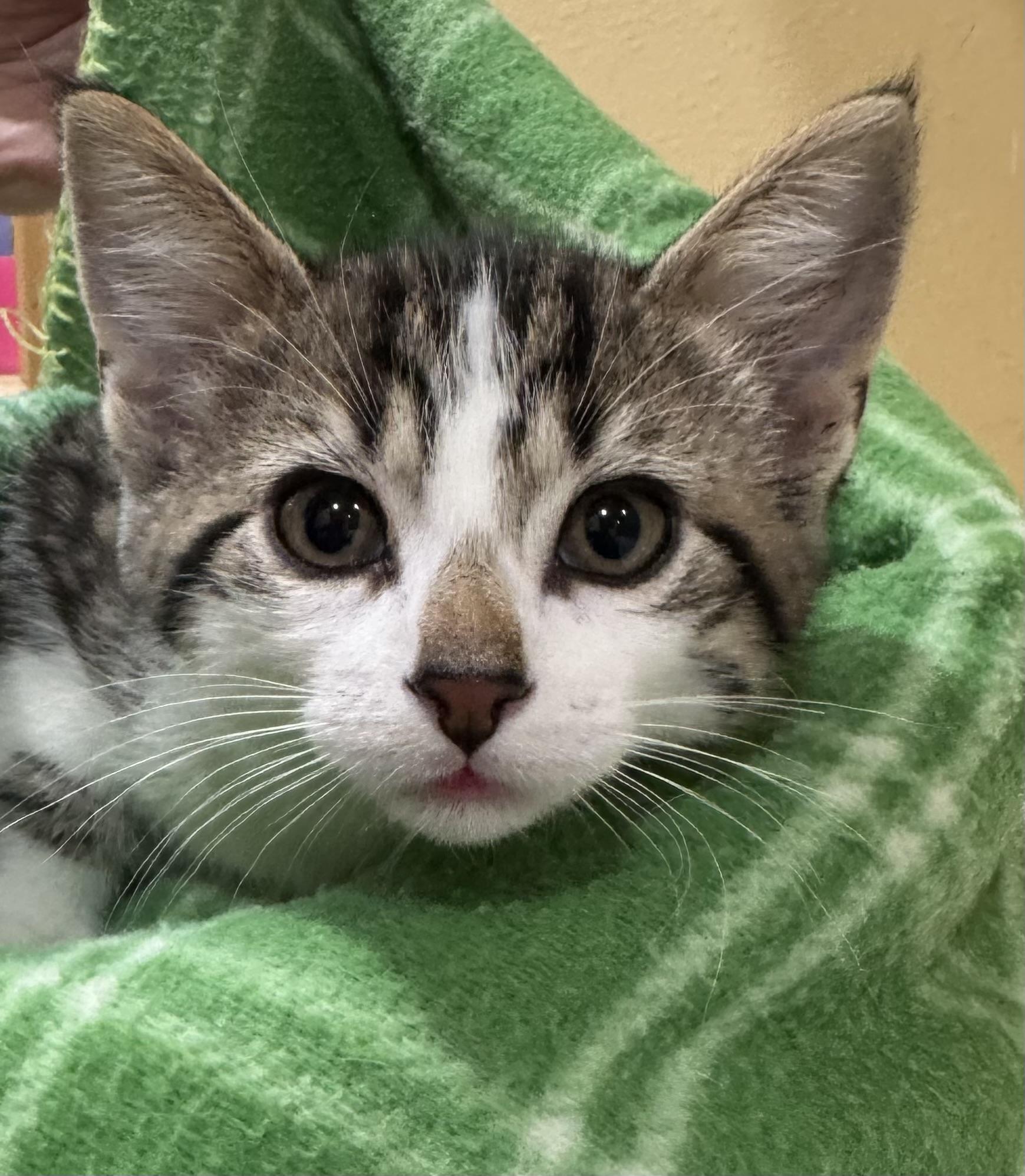 Enlarge Forest, an adopted Domestic Short Hair in Tomah, WI image 2/2