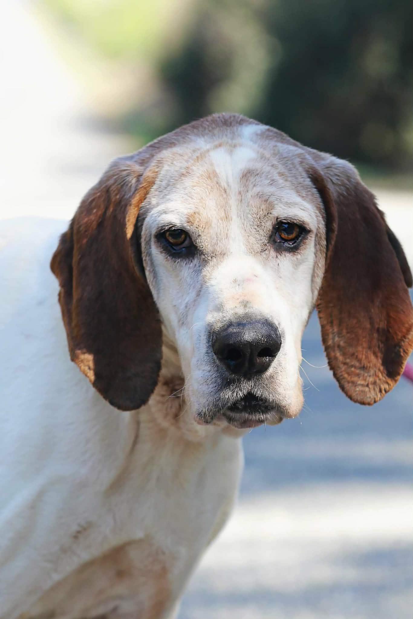 Clyde, a ADOPTABLE mixed breed in Stuarts Draft, VA image 2/6