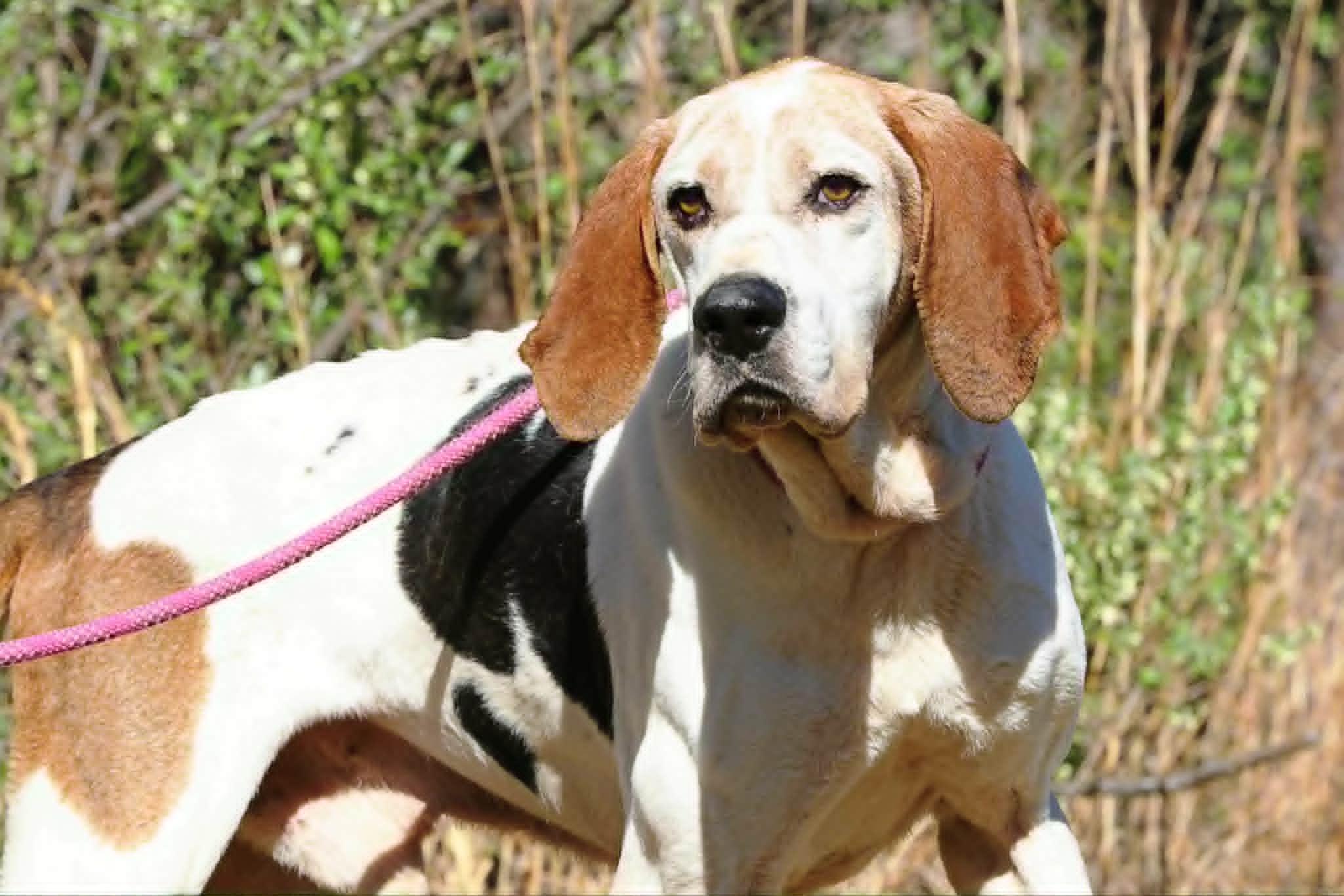 Clyde, a ADOPTABLE mixed breed in Stuarts Draft, VA image 6/6