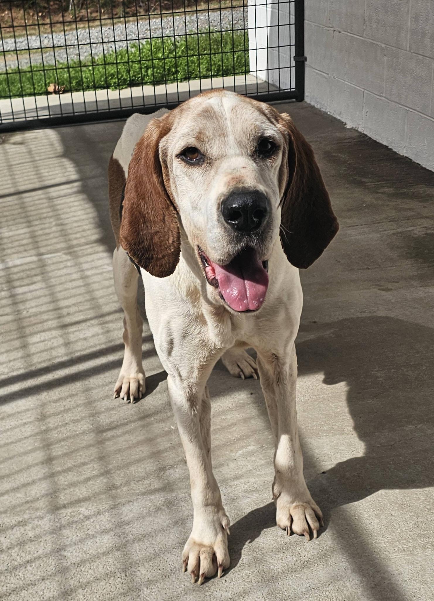 Clyde, a ADOPTABLE mixed breed in Stuarts Draft, VA image 5/6