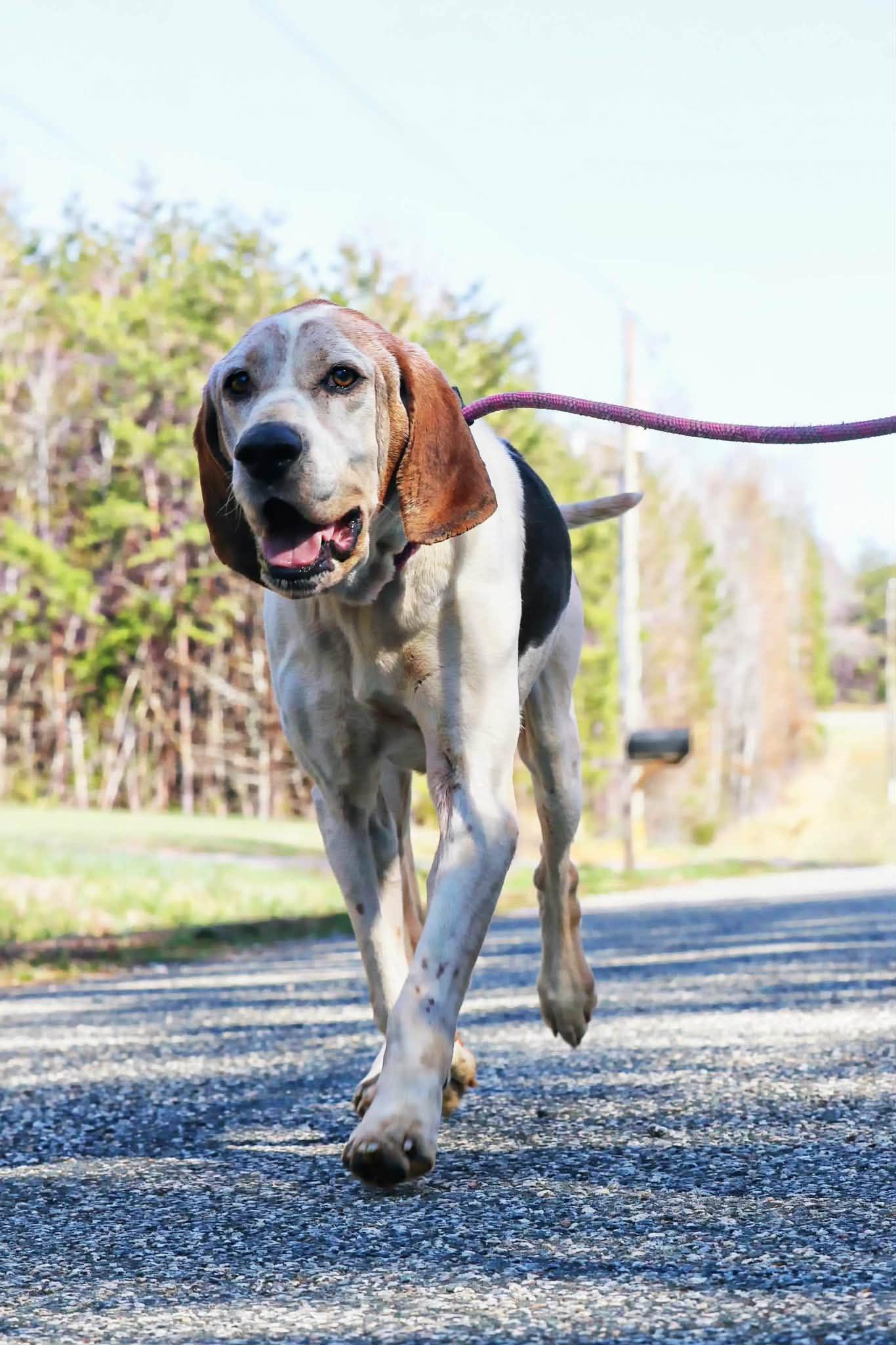 Clyde, ADOPTABLE, Senior Male Treeing Walker Coonhound & Coonhound.