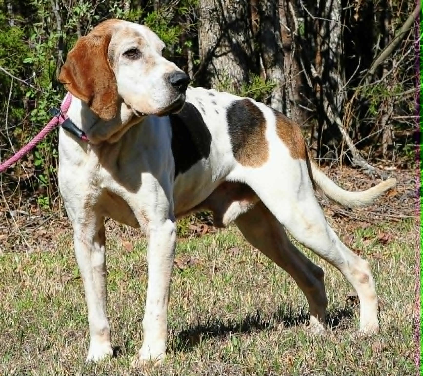 Clyde, a ADOPTABLE mixed breed in Stuarts Draft, VA image 4/6