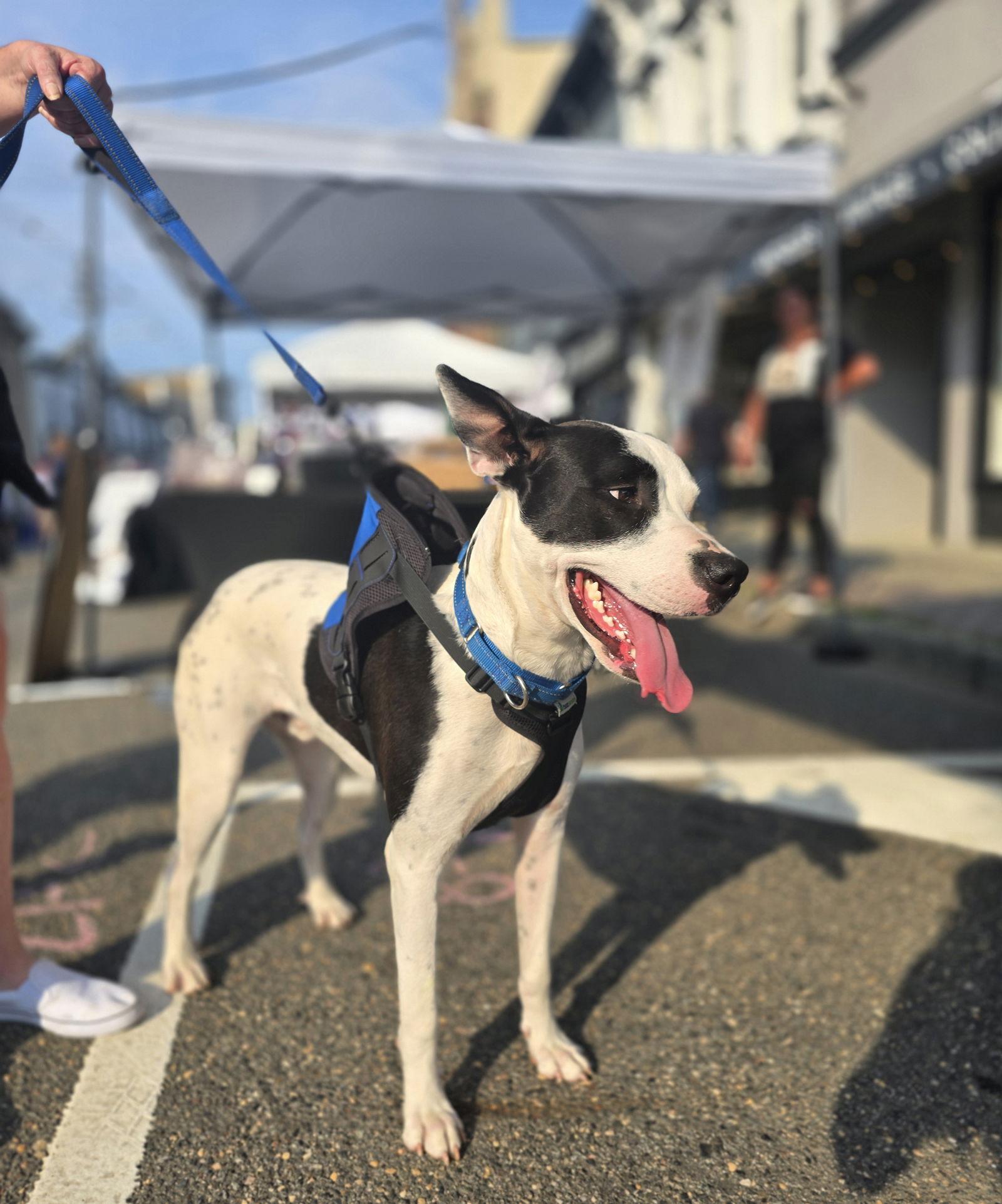 Enlarge Radar - Ready for Fun!, a Adoptable mixed breed in Oakhurst, NJ image 1/3