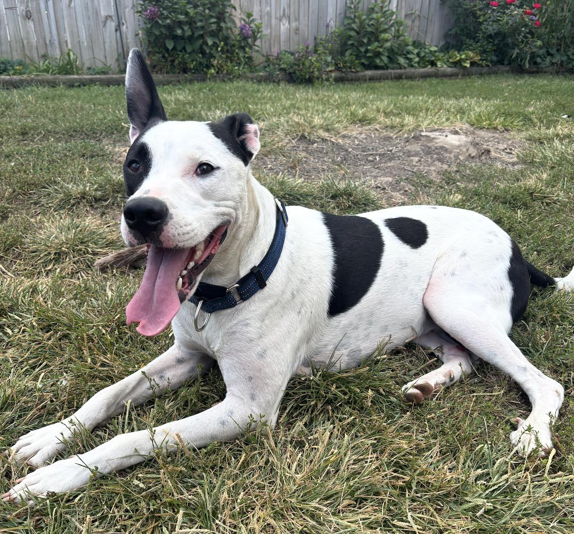 Radar - Ready for Fun!, Adoptable, Adult Male Pit Bull Terrier & American Bulldog.