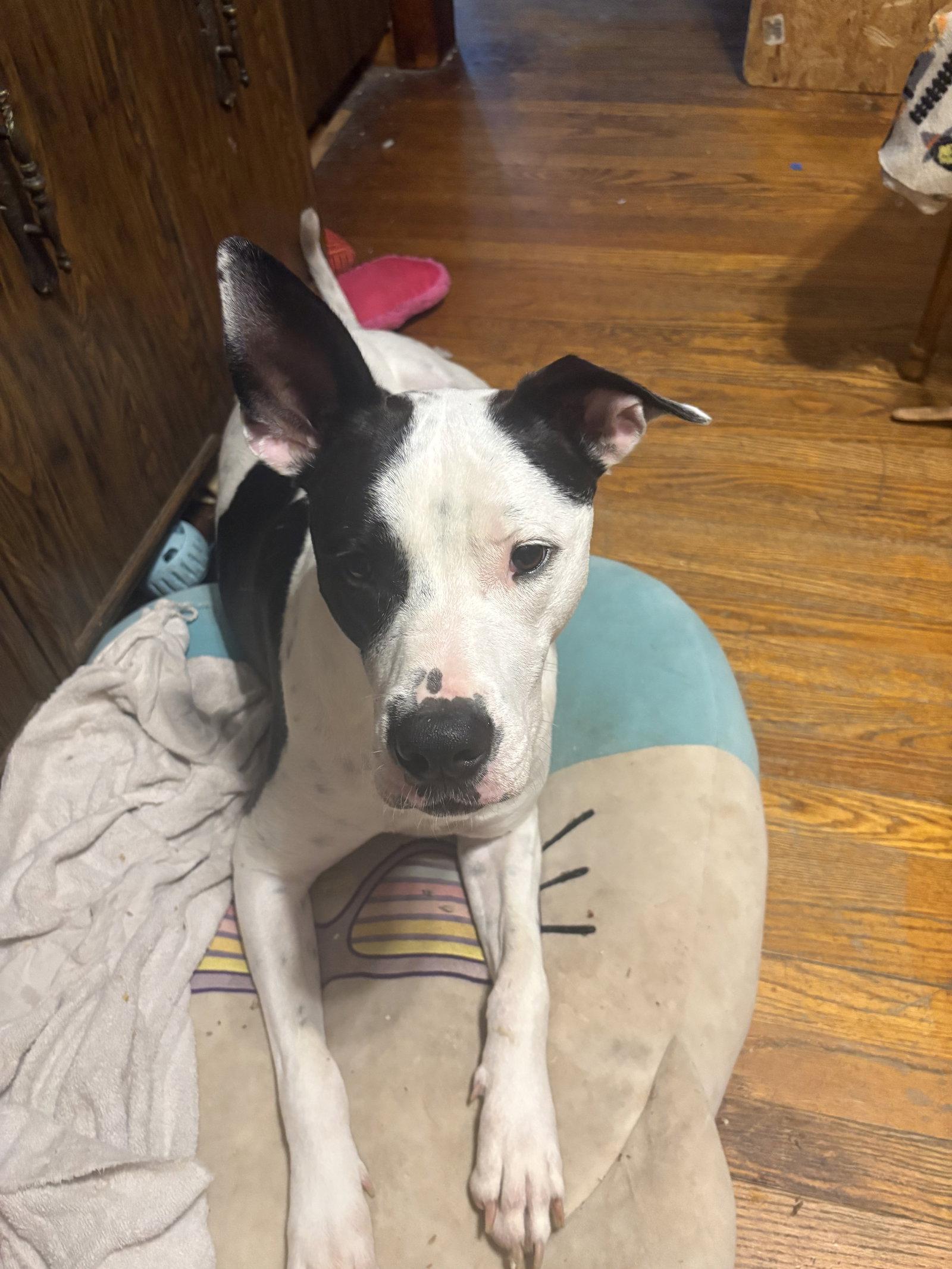 Radar - Ready for Fun!, Adoptable, Adult Male Pit Bull Terrier & American Bulldog.