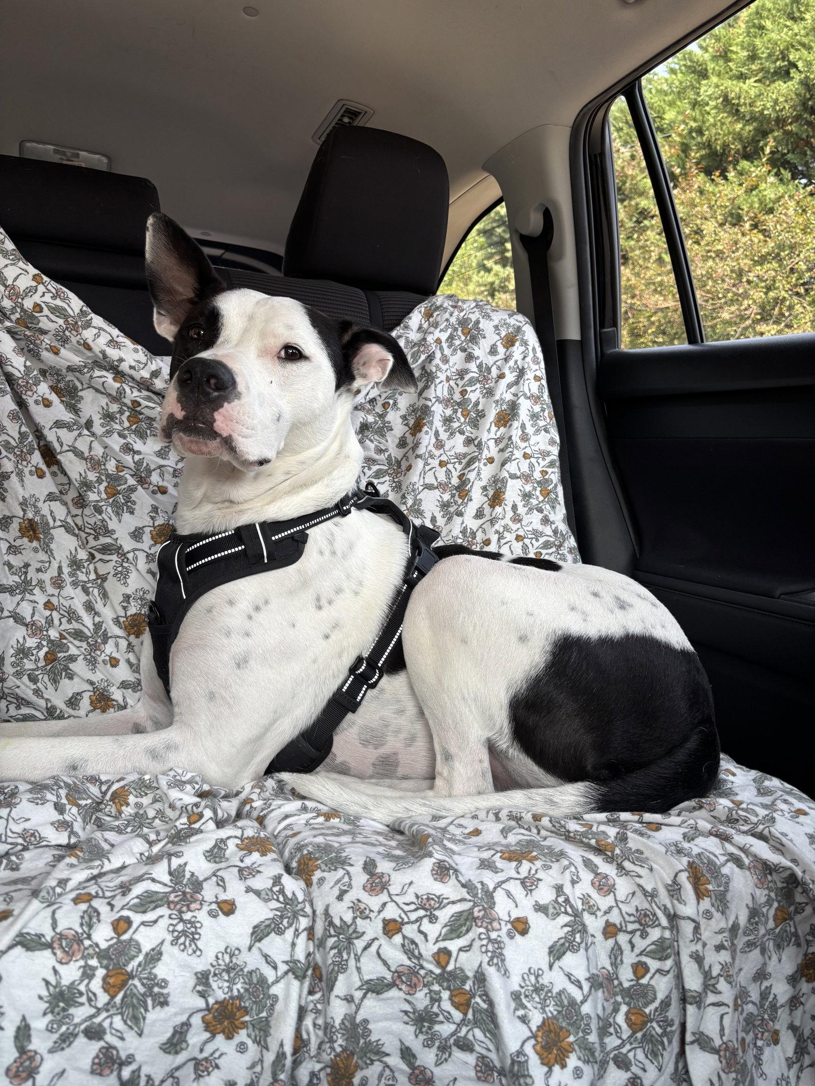 Enlarge Radar - Ready for Fun!, a Adoptable mixed breed in Oakhurst, NJ image 2/3