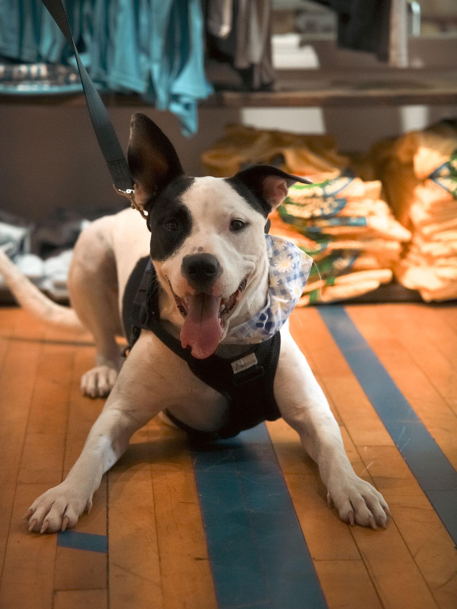 Enlarge Radar - Ready for Fun!, a Adoptable mixed breed in Oakhurst, NJ image 2/3