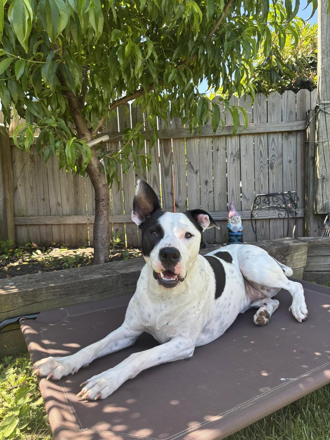 Enlarge Radar - Ready for Fun!, a Adoptable mixed breed in Oakhurst, NJ image 3/3
