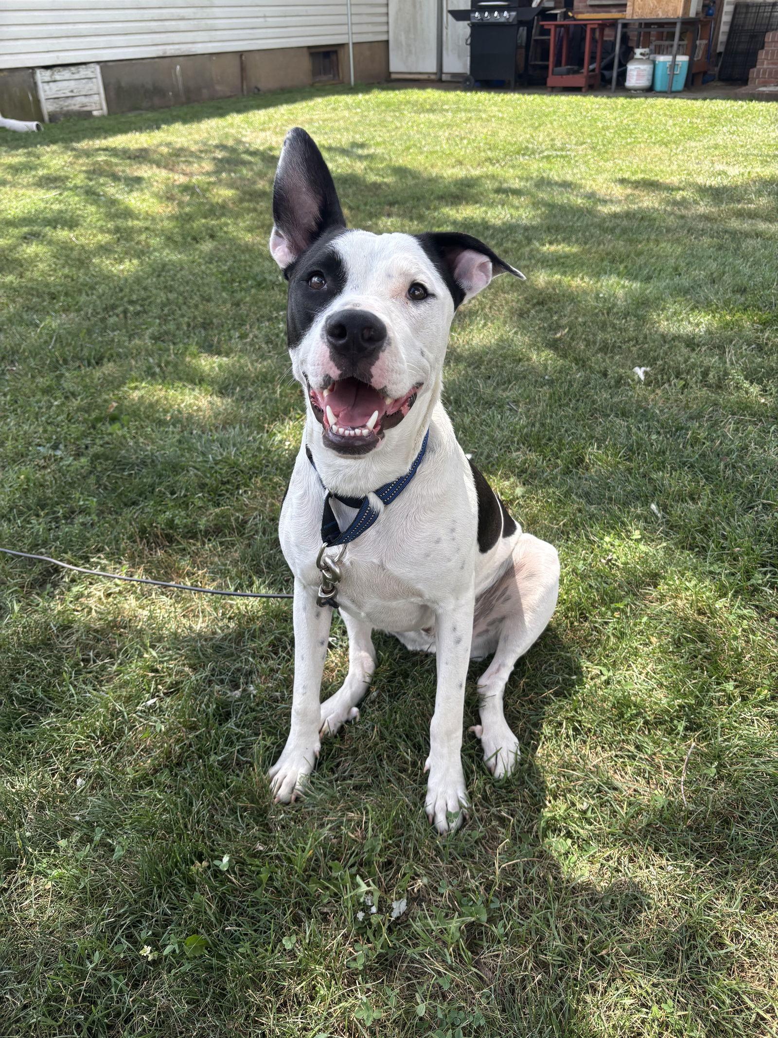 Enlarge Radar - Ready for Fun!, a Adoptable mixed breed in Oakhurst, NJ image 3/3