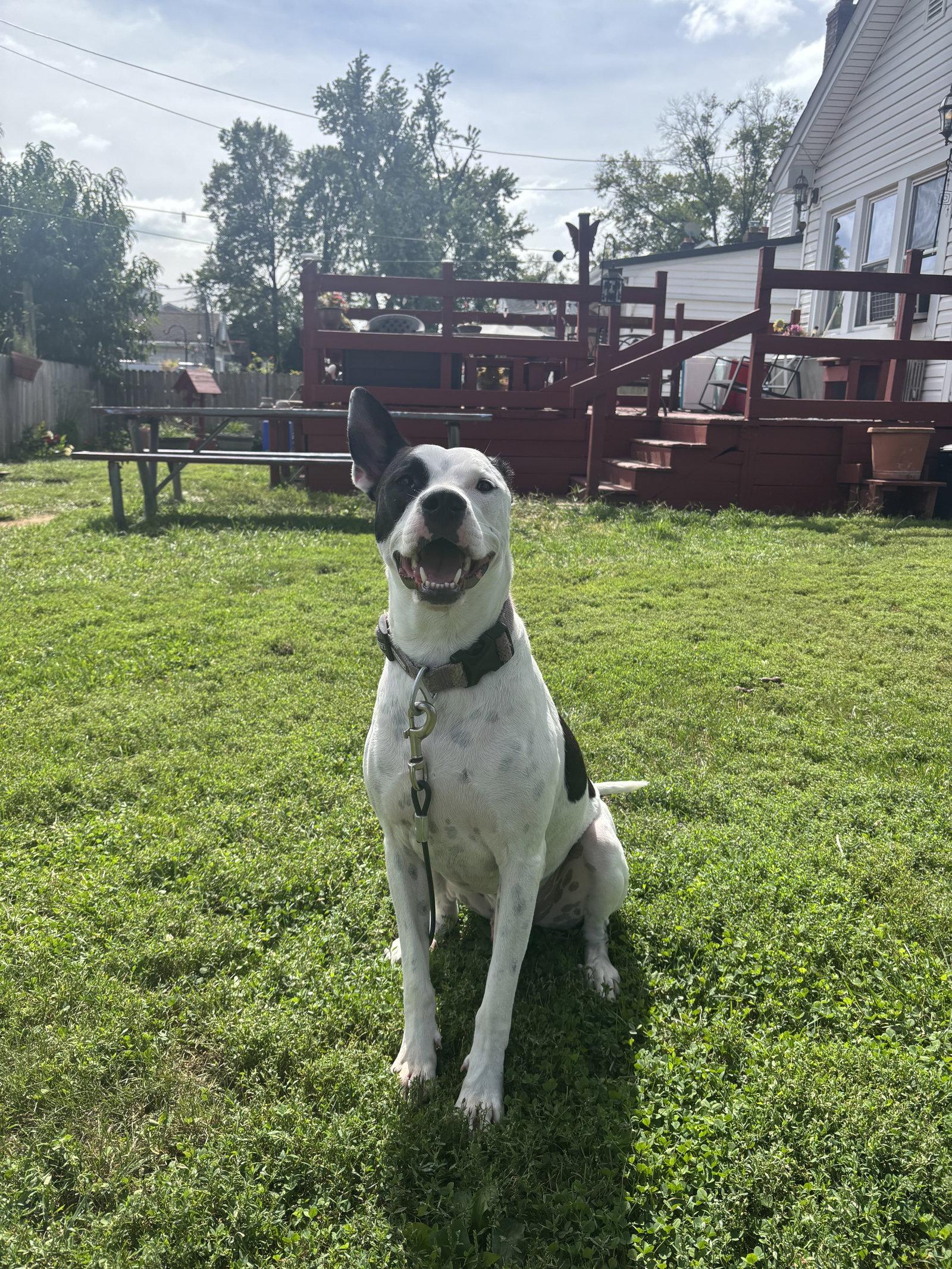 Enlarge Radar - Ready for Fun!, a Adoptable mixed breed in Oakhurst, NJ image 2/3
