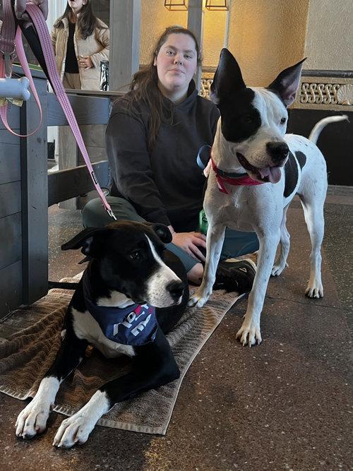 Enlarge Radar - Ready for Fun!, a Adoptable mixed breed in Oakhurst, NJ image 3/3