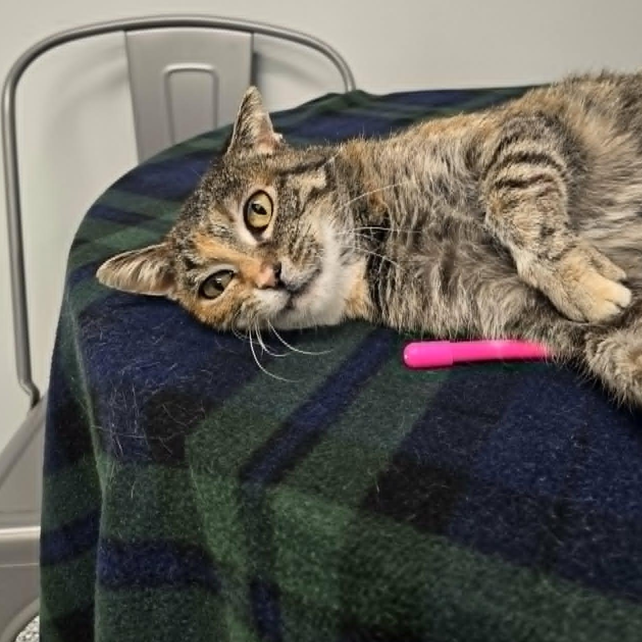 Enlarge Celeste, a ADOPTABLE Domestic Short Hair in Watertown, WI image 4/6