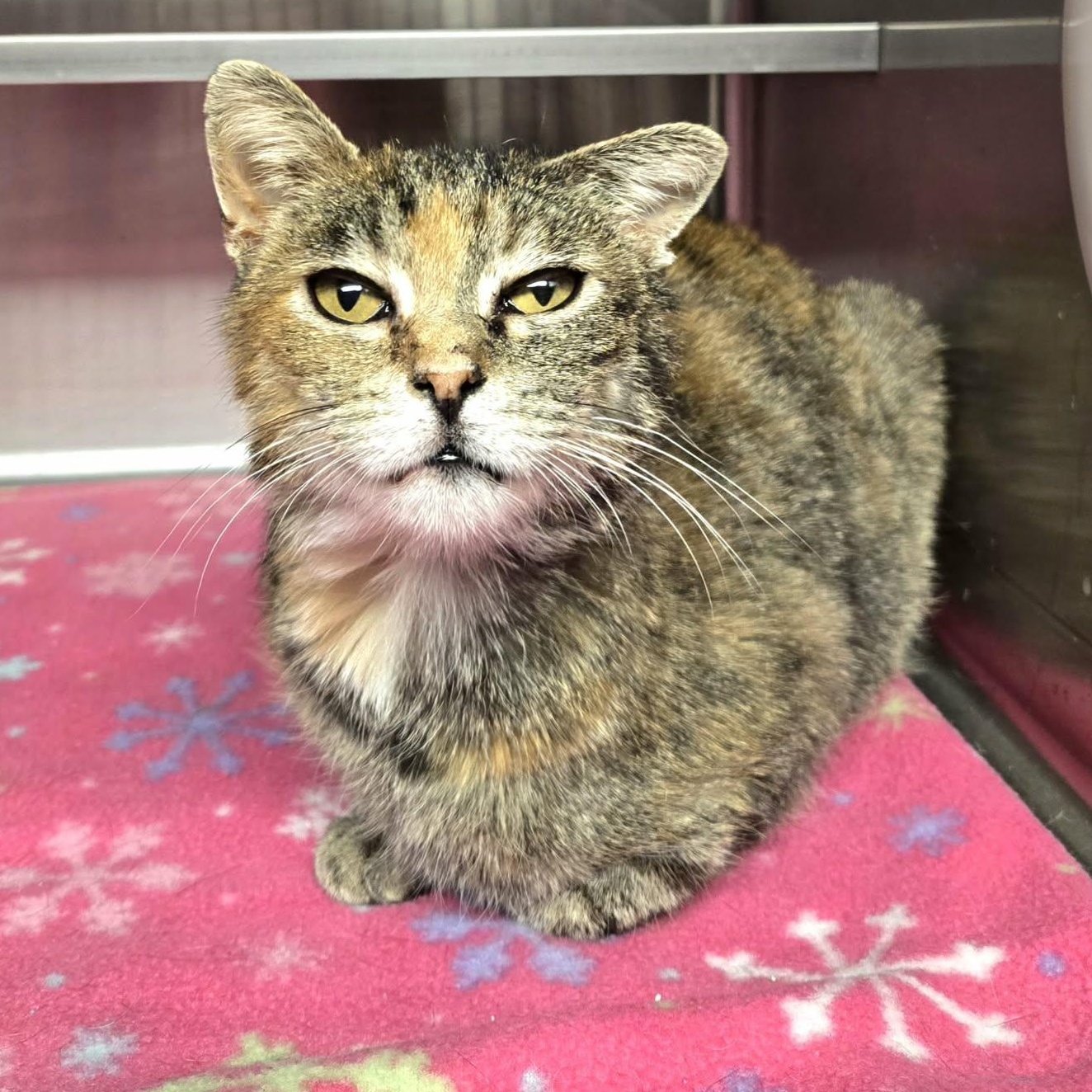 Celeste, ADOPTABLE, Senior Female Domestic Short Hair.