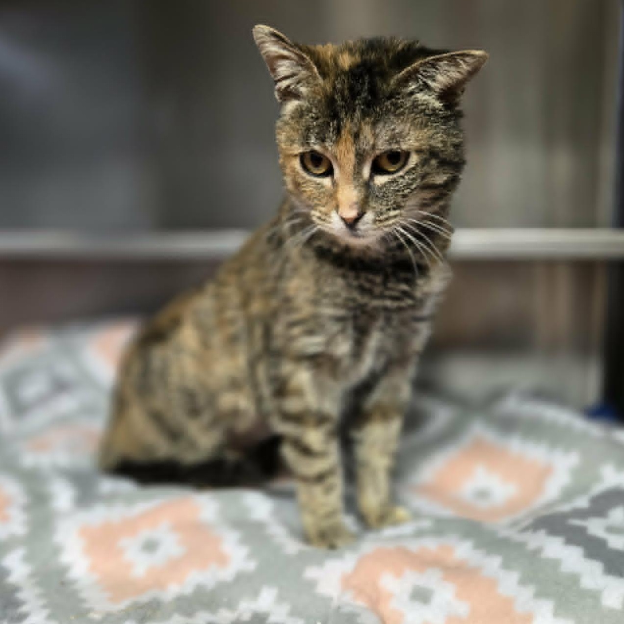 Enlarge Celeste, a ADOPTABLE Domestic Short Hair in Watertown, WI image 6/6