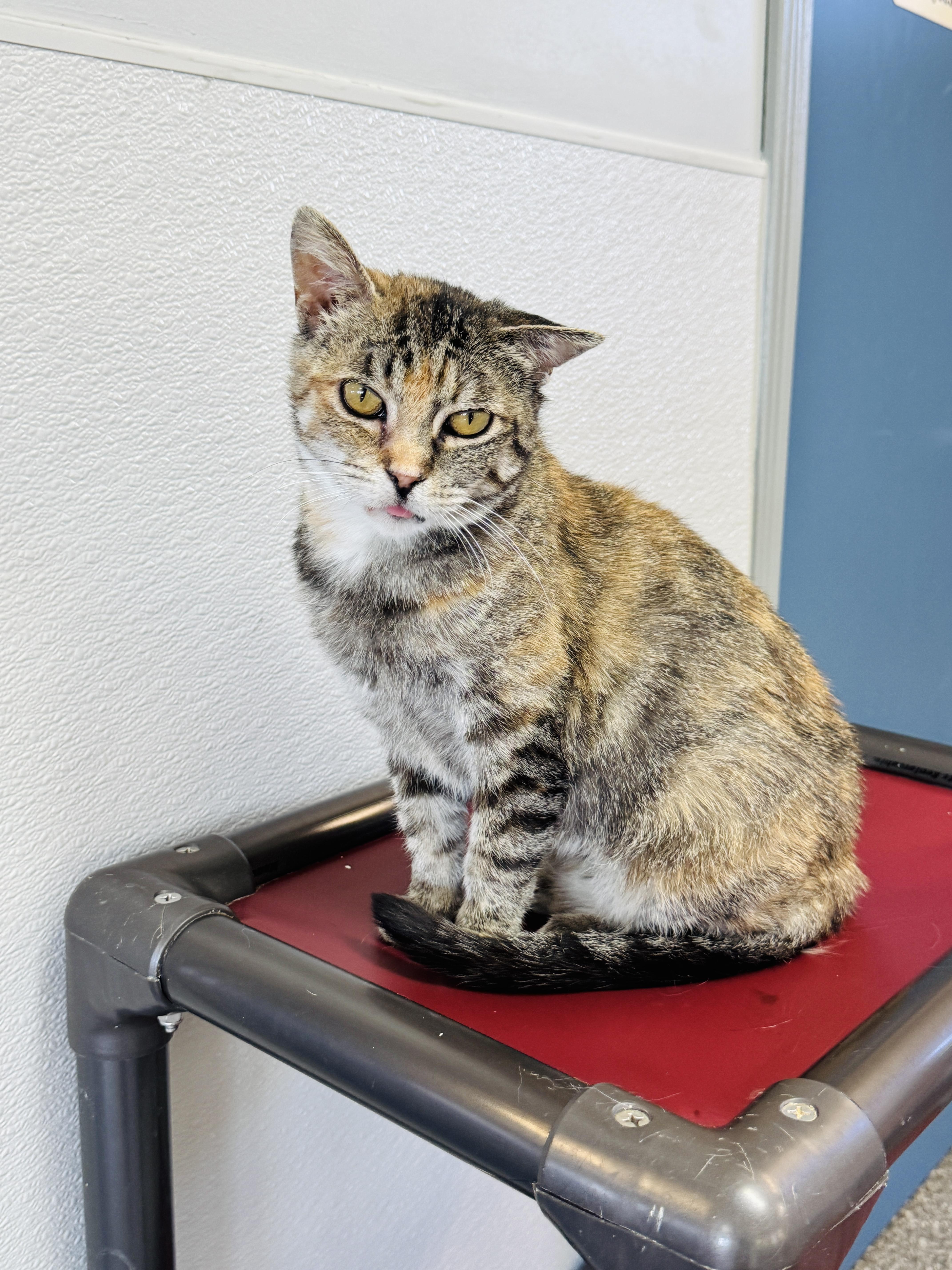 Enlarge Celeste, a ADOPTABLE Domestic Short Hair in Watertown, WI image 1/3