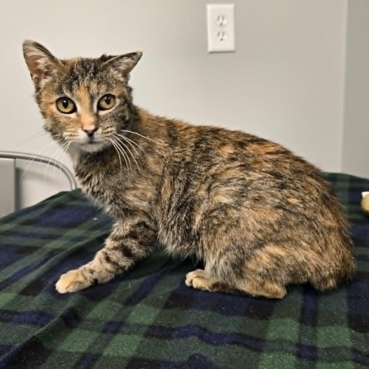 Enlarge Celeste, a ADOPTABLE Domestic Short Hair in Watertown, WI image 3/6