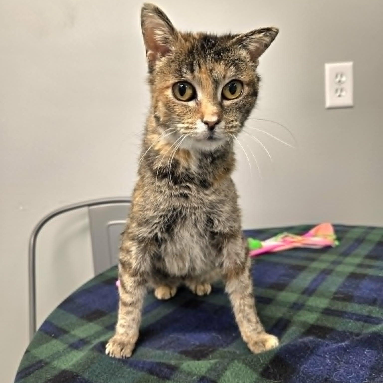 Enlarge Celeste, a ADOPTABLE Domestic Short Hair in Watertown, WI image 5/6