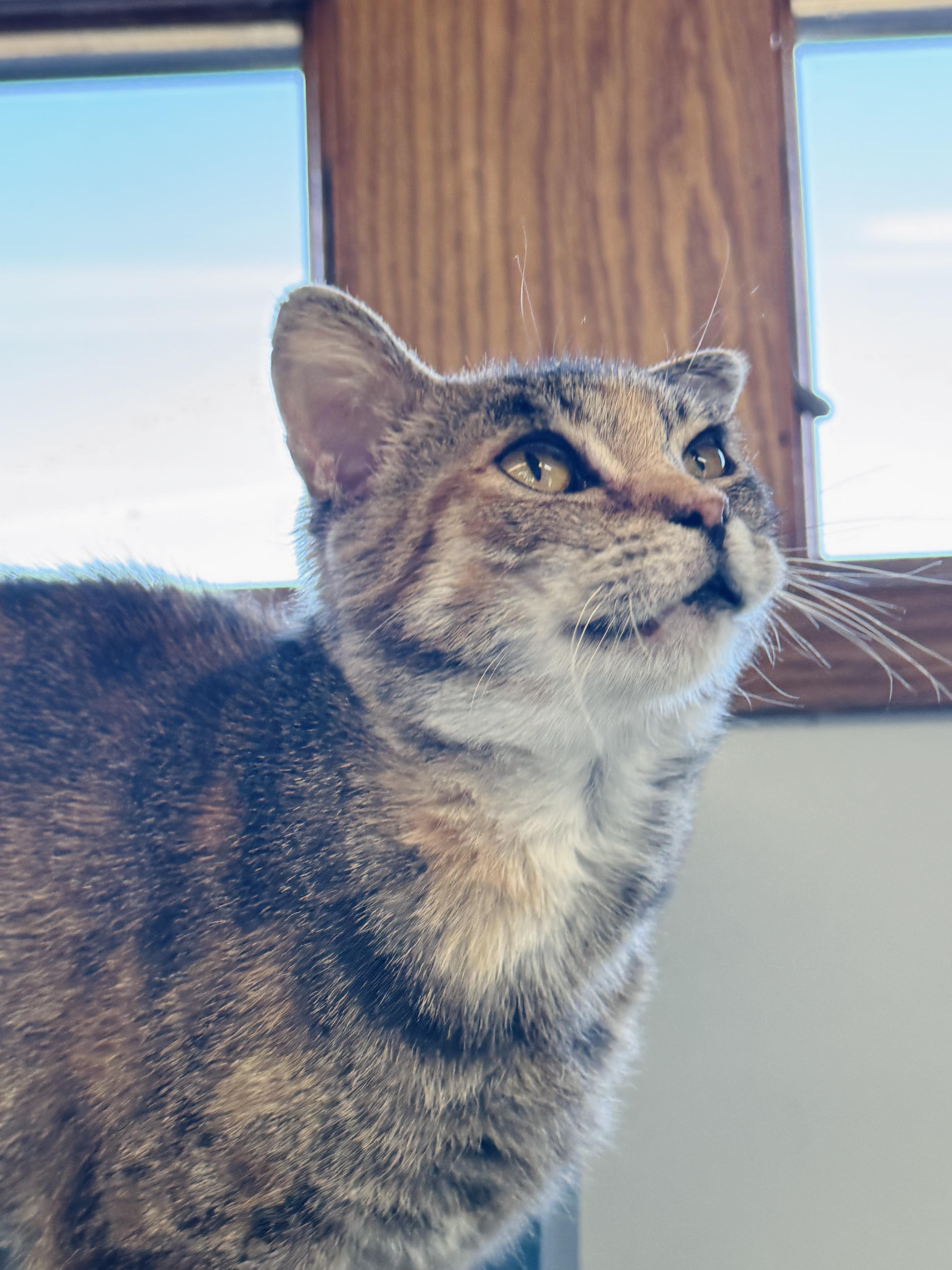 Enlarge Celeste, a ADOPTABLE Domestic Short Hair in Watertown, WI image 3/3