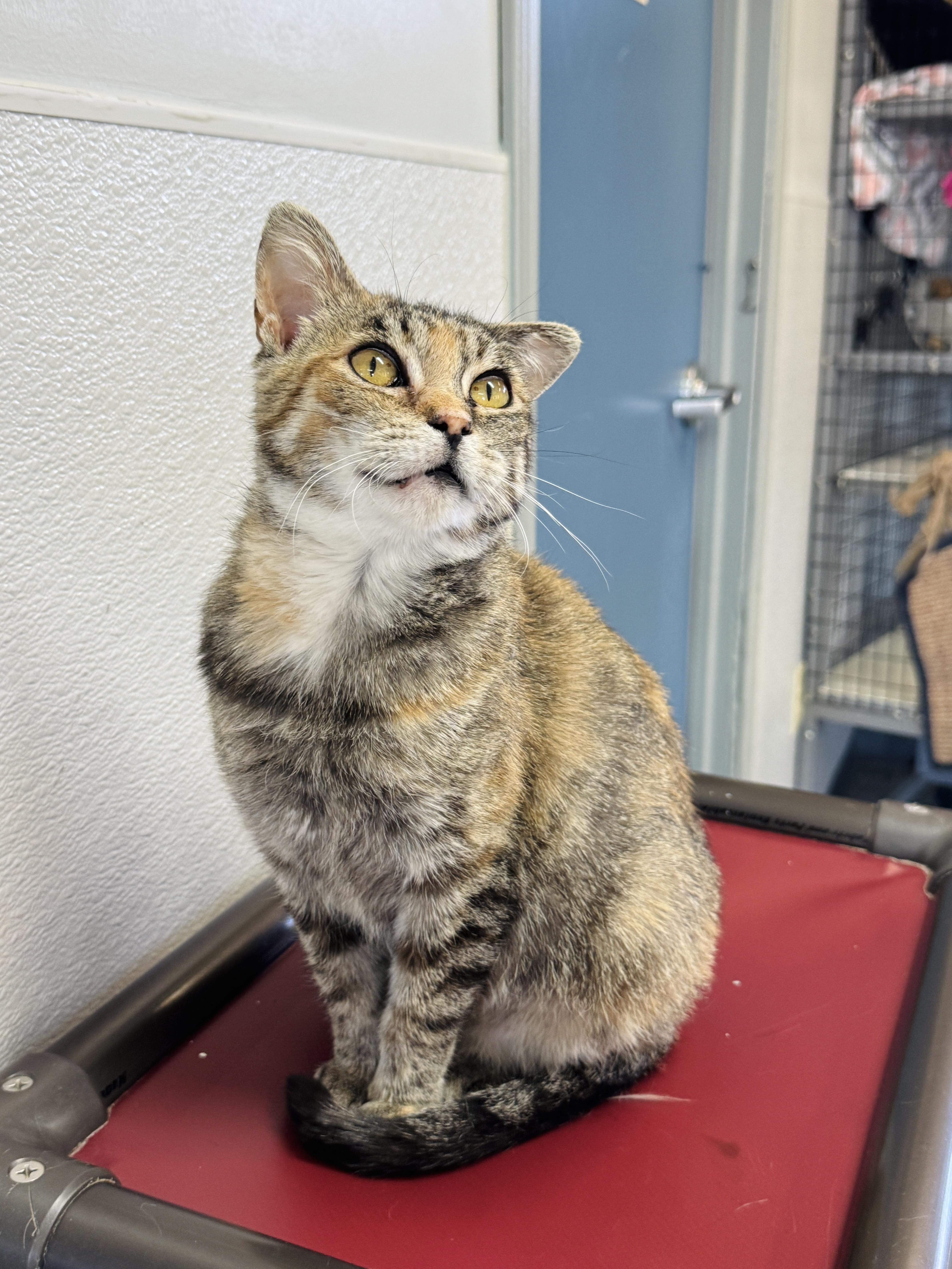 Enlarge Celeste, a ADOPTABLE Domestic Short Hair in Watertown, WI image 2/3