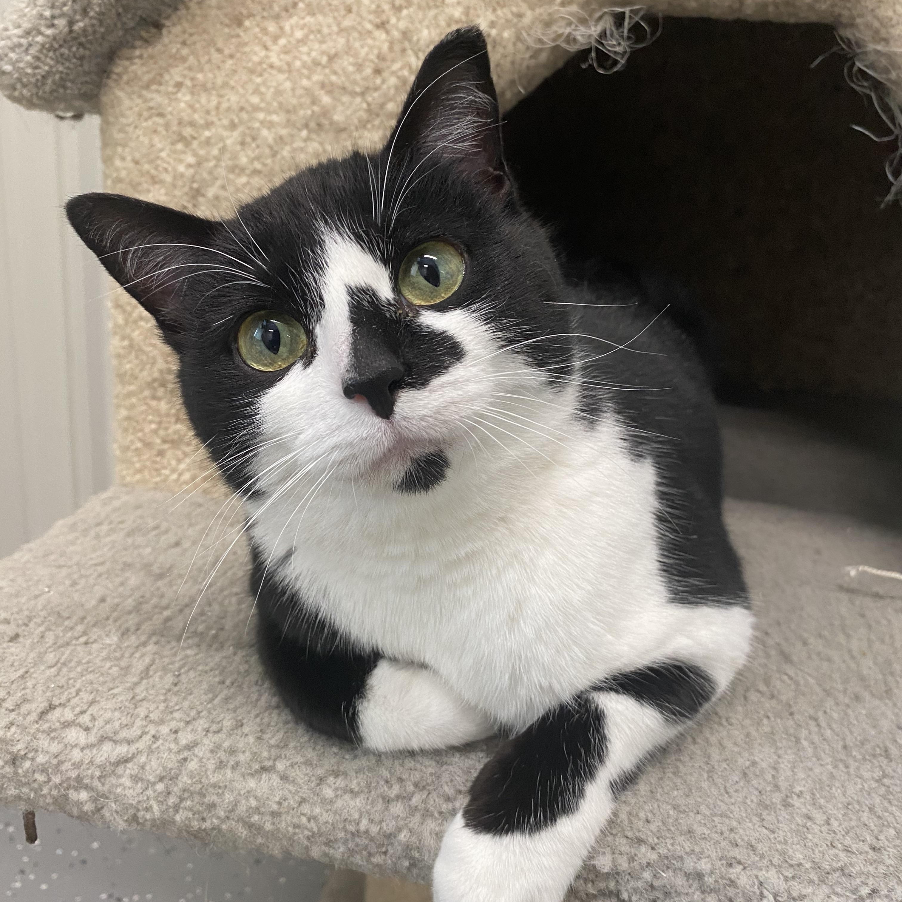 Enlarge Starla, a ADOPTABLE Domestic Short Hair in Melfort, SK image 2/2