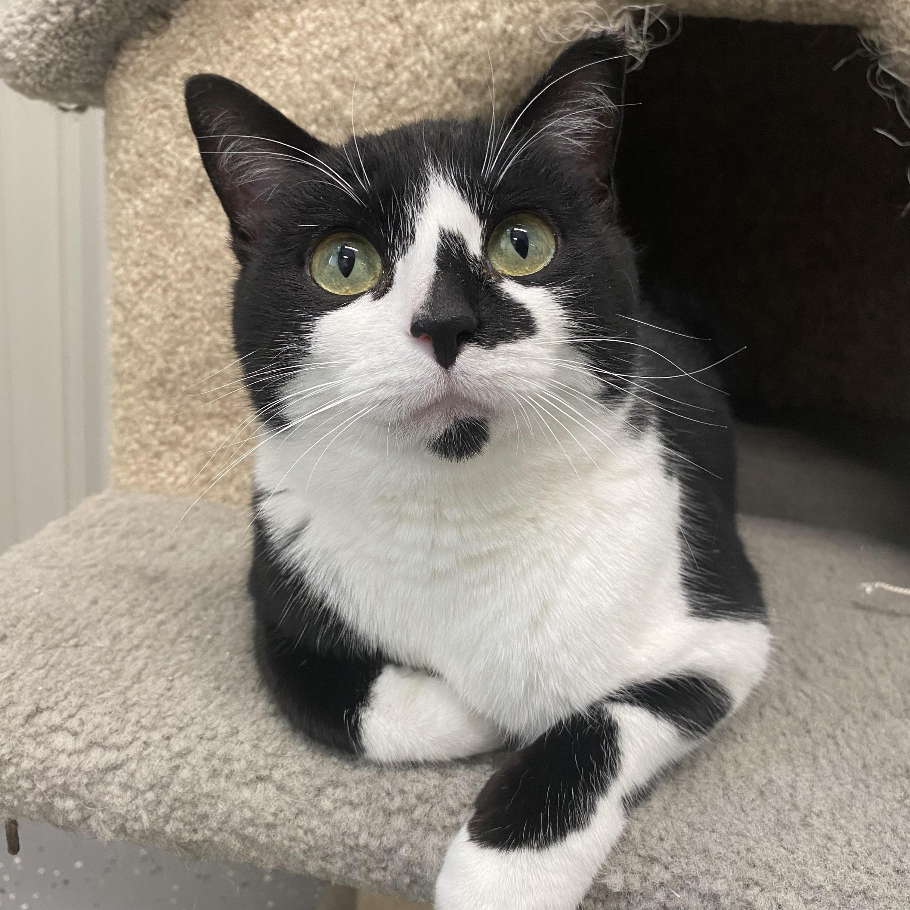 Enlarge Starla, a ADOPTABLE Domestic Short Hair in Melfort, SK image 1/2