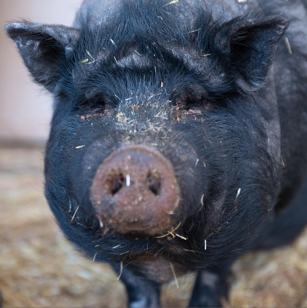 Enlarge Kit, a Adoptable Vietnamese Pot Bellied in Kanab, UT image 1/5