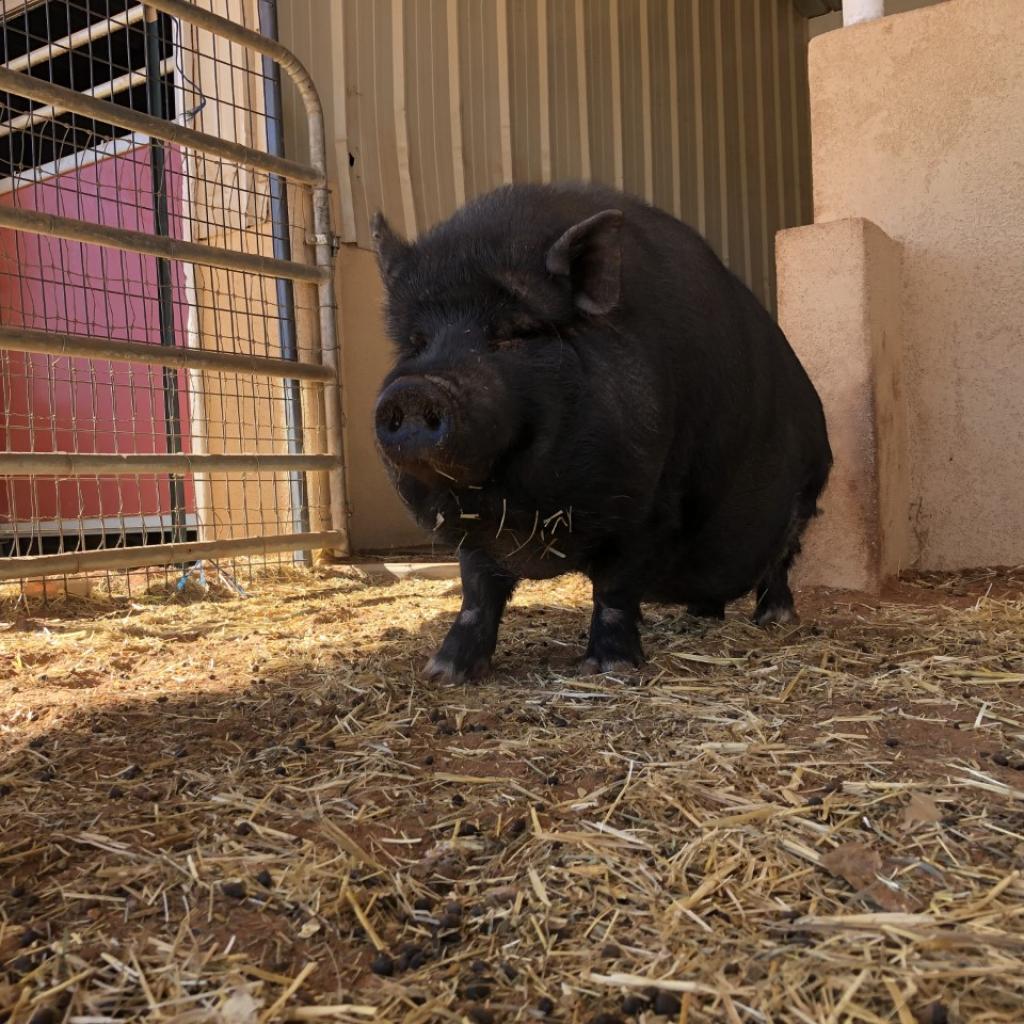 Enlarge Kit, a Adoptable Vietnamese Pot Bellied in Kanab, UT image 2/5
