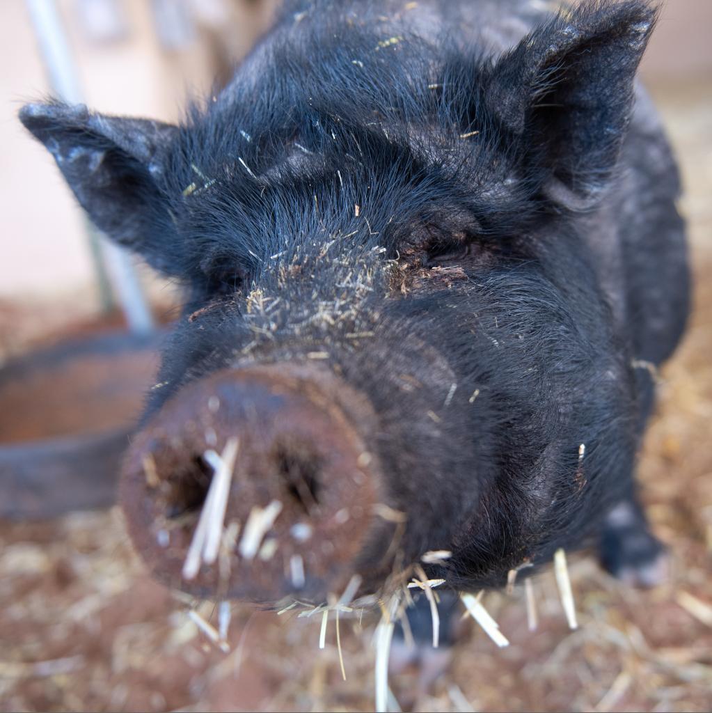 Enlarge Kit, a Adoptable Vietnamese Pot Bellied in Kanab, UT image 3/5