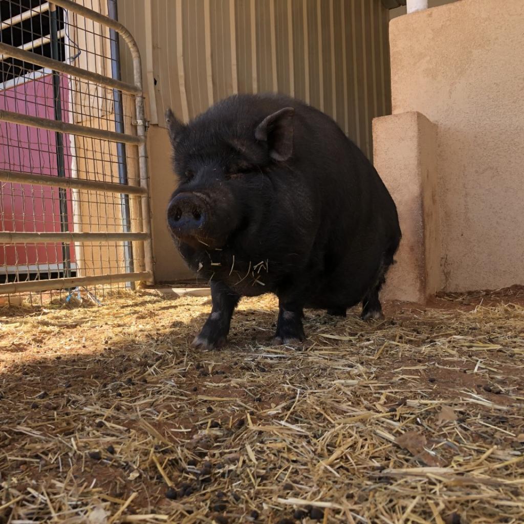 Enlarge Kit, a Adoptable Vietnamese Pot Bellied in Kanab, UT image 4/5