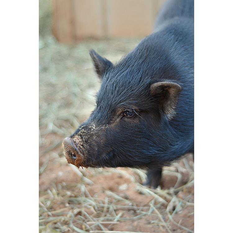 Enlarge Kit, a Adoptable Vietnamese Pot Bellied in Kanab, UT image 5/5