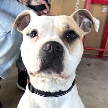 Albert — thumbnail 2