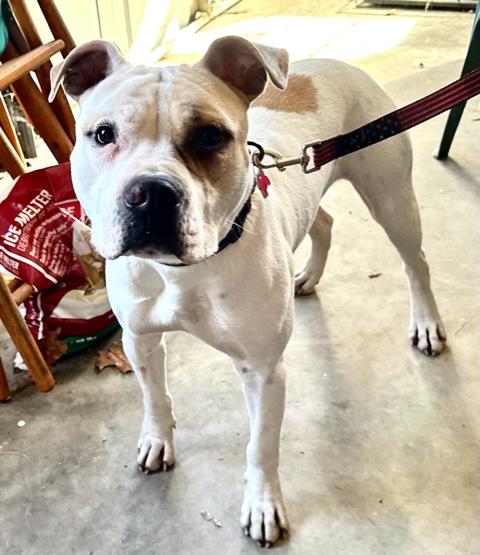 Albert — thumbnail 3