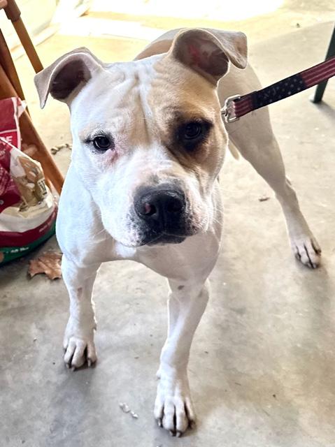 Albert — thumbnail 4