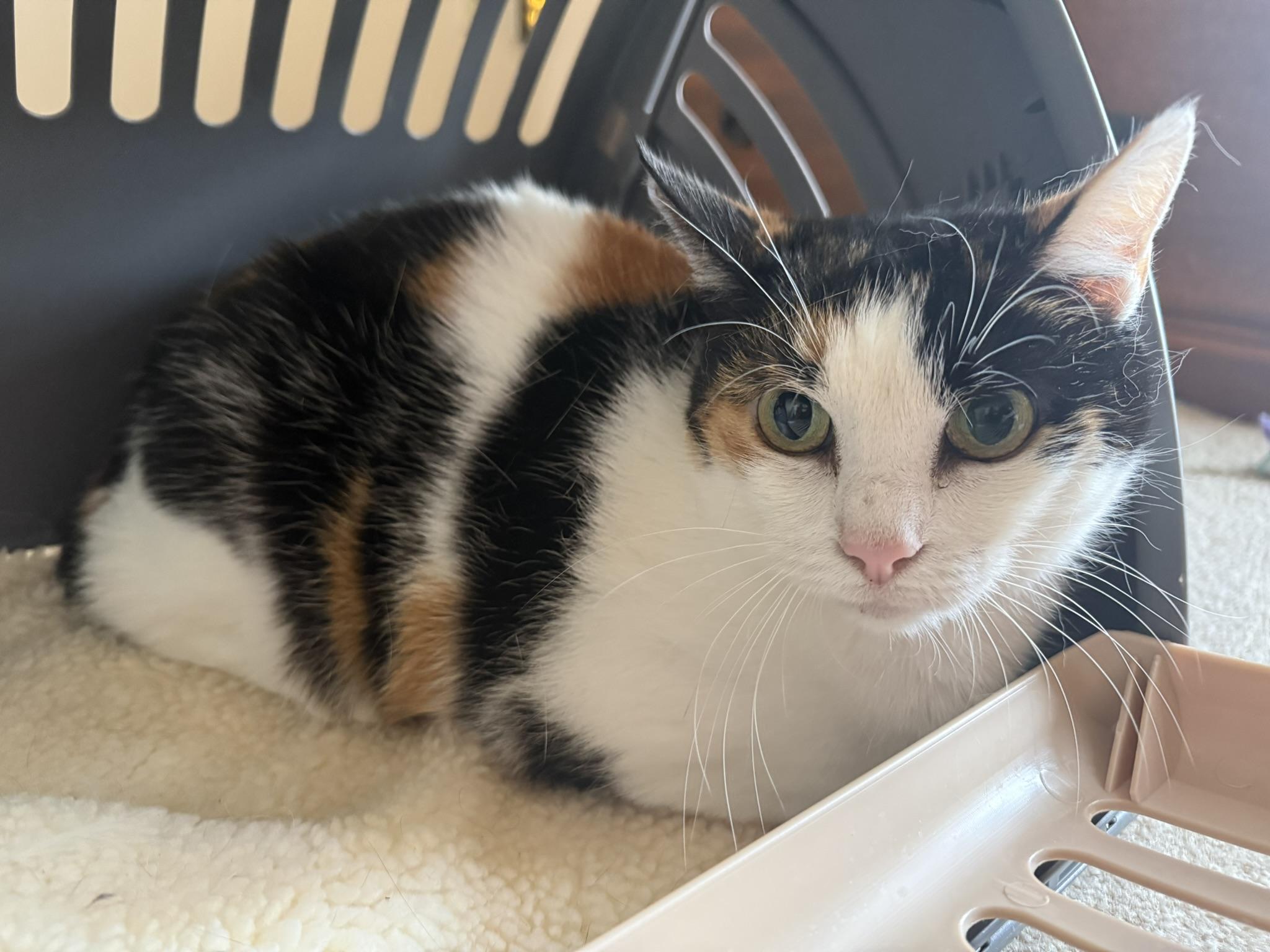 Hazel, ADOPTABLE, Adult Female Calico.