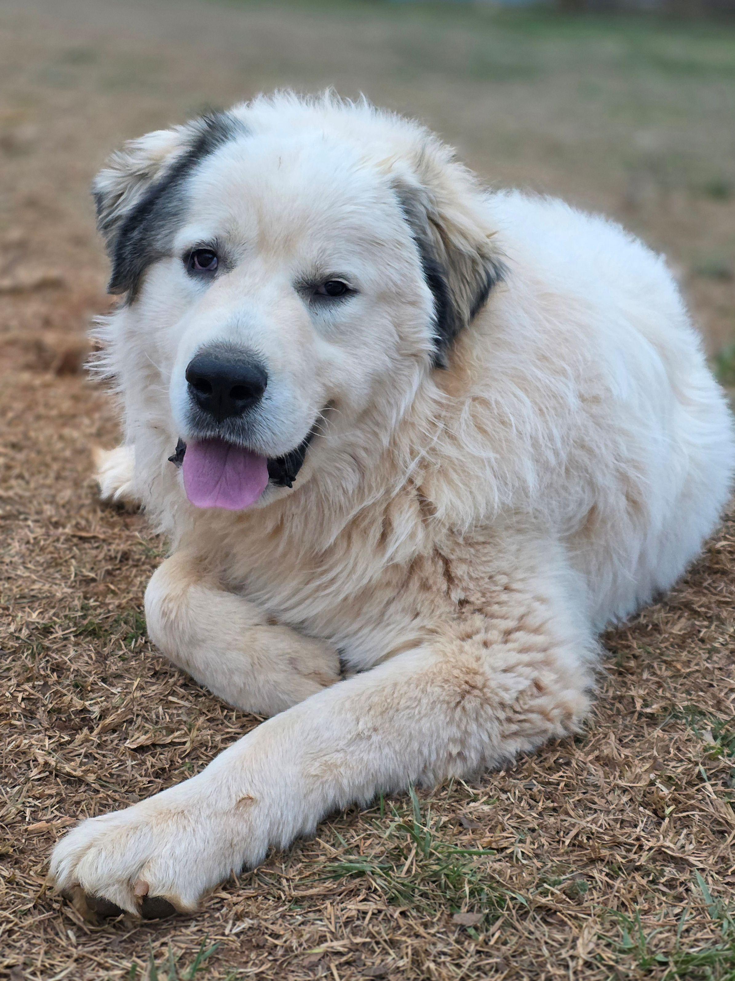 Enlarge Samson Stone, a ADOPTABLE Great Pyrenees in Atlanta, GA image 4/6